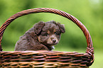 Miniature Australian Shepherd Puppy