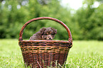 Miniature Australian Shepherd Puppy