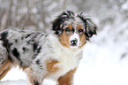 young Miniature Australian Shepherd