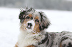 young Miniature Australian Shepherd