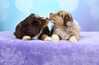 Miniature Australian Shepherd Puppies