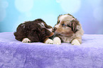 Miniature Australian Shepherd Puppies