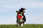 playing Miniature Australian Shepherd