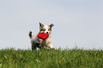 Miniature Australian Shepherd Puppy