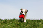 Miniature Australian Shepherd Puppy