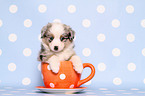 Miniature Australian Shepherd Puppy