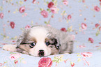 Miniature Australian Shepherd Puppy