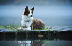 lying Miniature Australian Shepherd