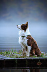 sitting Miniature Australian Shepherd