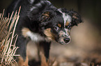 young Miniature Australian Shepherd