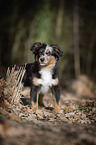 young Miniature Australian Shepherd