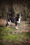 young Miniature Australian Shepherd