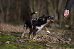 young Miniature Australian Shepherd