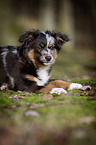 young Miniature Australian Shepherd