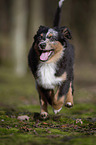 young Miniature Australian Shepherd