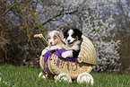 Miniature Australian Shepherd Puppies