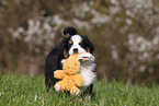 Miniature Australian Shepherd Puppy