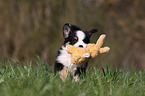 Miniature Australian Shepherd Puppy