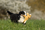 Miniature Australian Shepherd Puppy