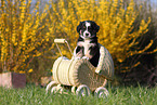 Miniature Australian Shepherd Puppy