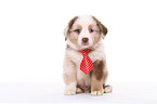 Miniature Australian Shepherd Puppy