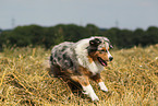 running Miniature Australian Shepherd