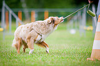 Miniature Australian Shepherd at Agility