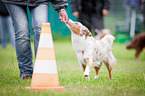 Miniature Australian Shepherd at Agility