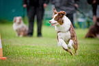 Miniature Australian Shepherd at Agility