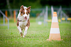 Miniature Australian Shepherd at Agility