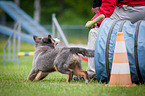 Agility Tunnel