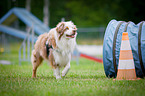 Agility Tunnel