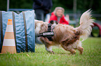 Agility Tunnel