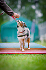 Miniature Australian Shepherd at Agility