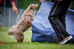 Agility Tunnel