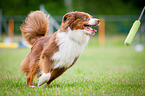 Miniature Australian Shepherd at Agility