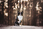 sitting Miniatur Australian Shepherd