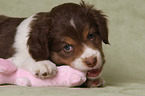 Miniature Australian Shepherd Puppy