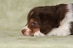 lying Miniature Australian Shepherd Puppy