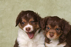 Miniature Australian Shepherd Puppies portrait