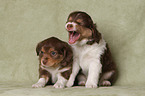 sitting Miniature Australian Shepherd Puppies