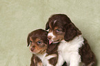 sitting Miniature Australian Shepherd Puppies