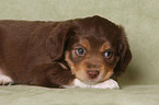 lying Miniature Australian Shepherd Puppy