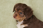 Miniature Australian Shepherd Puppy portrait