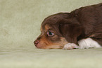 lying Miniature Australian Shepherd Puppy