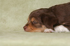 lying Miniature Australian Shepherd Puppy