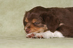 lying Miniature Australian Shepherd Puppy