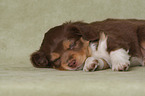 lying Miniature Australian Shepherd Puppy