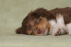lying Miniature Australian Shepherd Puppy