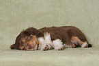 lying Miniature Australian Shepherd Puppy